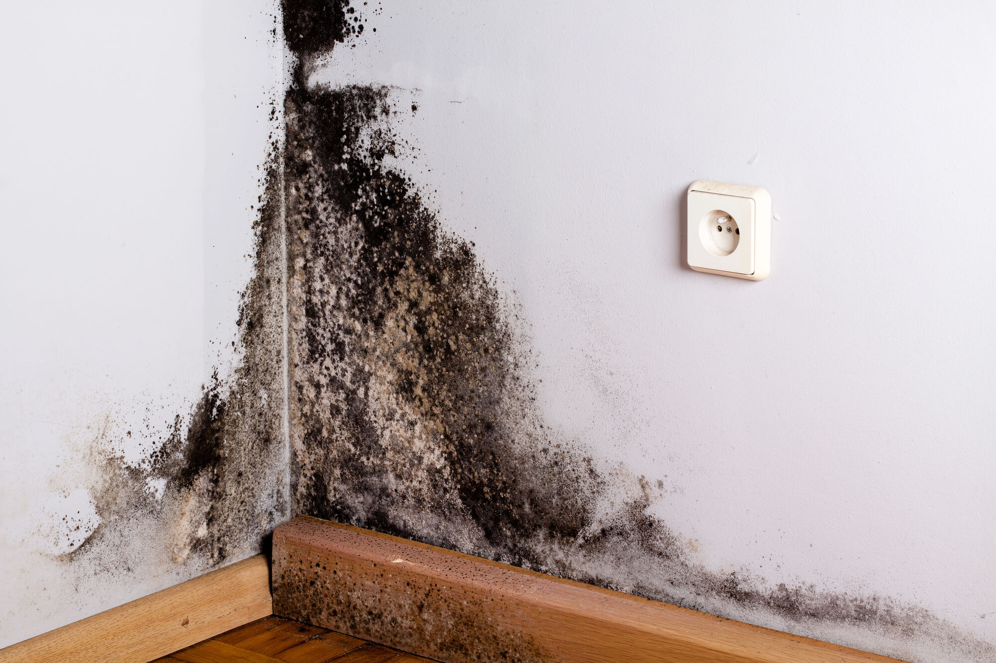 black mold in the corner of room wall